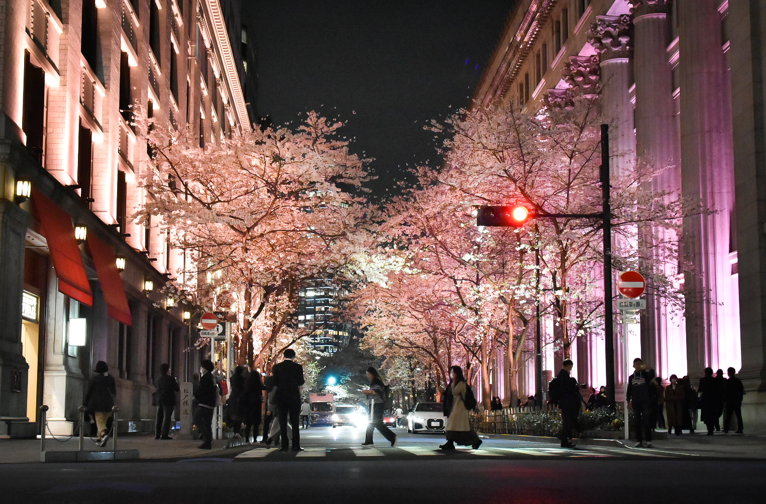 Cherry blossoms in Edo
