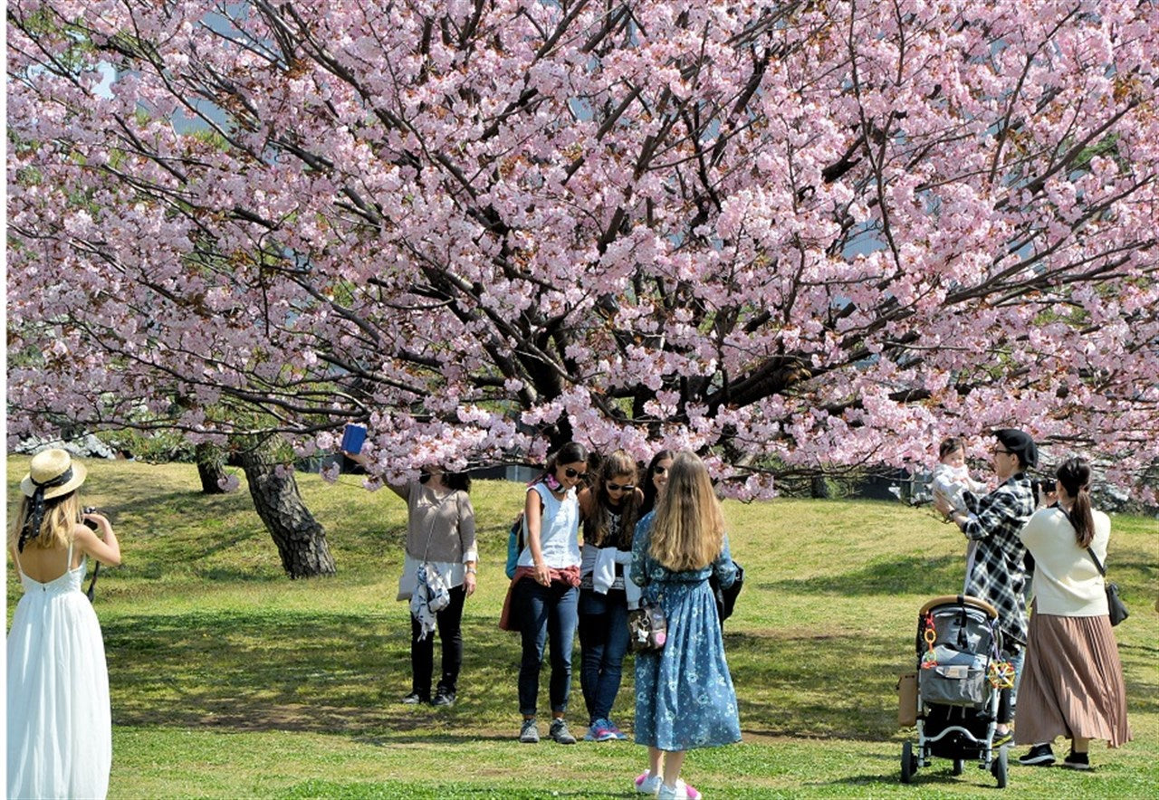 Floated in the cherry blossoms