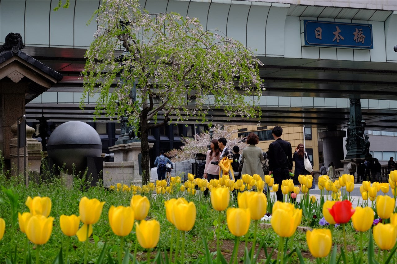 Spring in Nihonbashi!