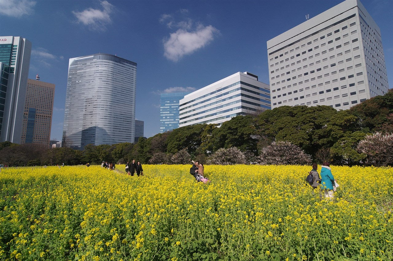 Spring flower garden