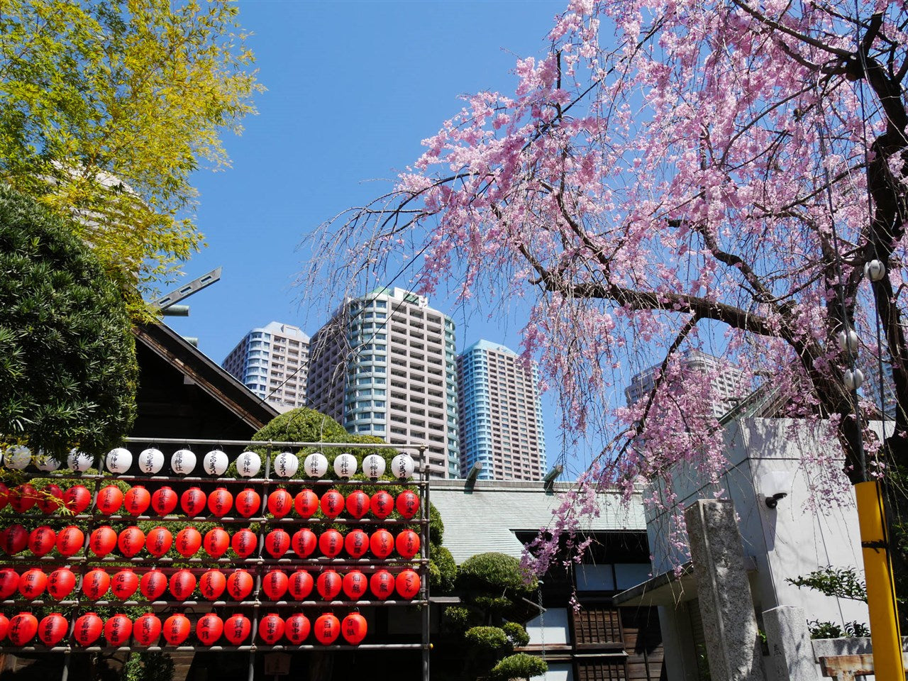 Spring in Tsukuda