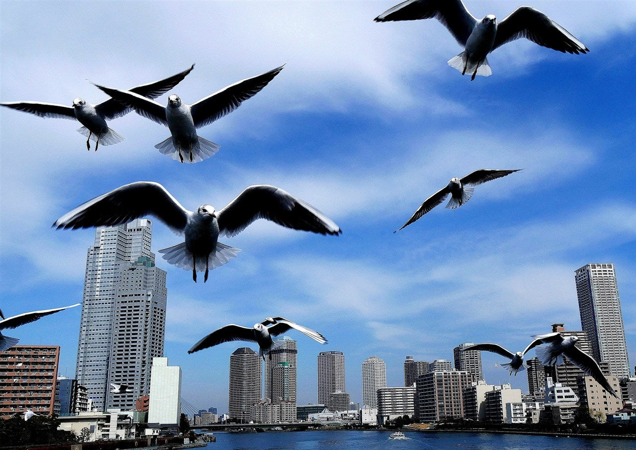 seagull Dances