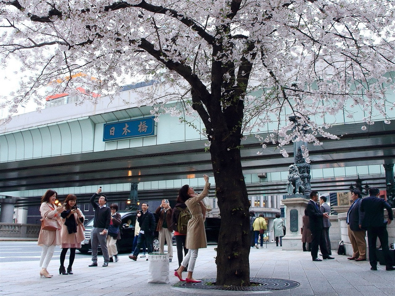 The attraction of cherry blossoms