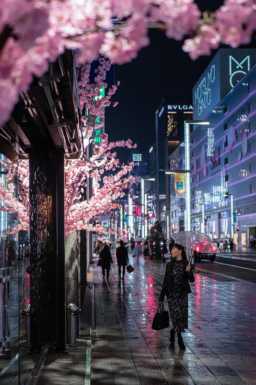 Cherry blossoms in Ginza