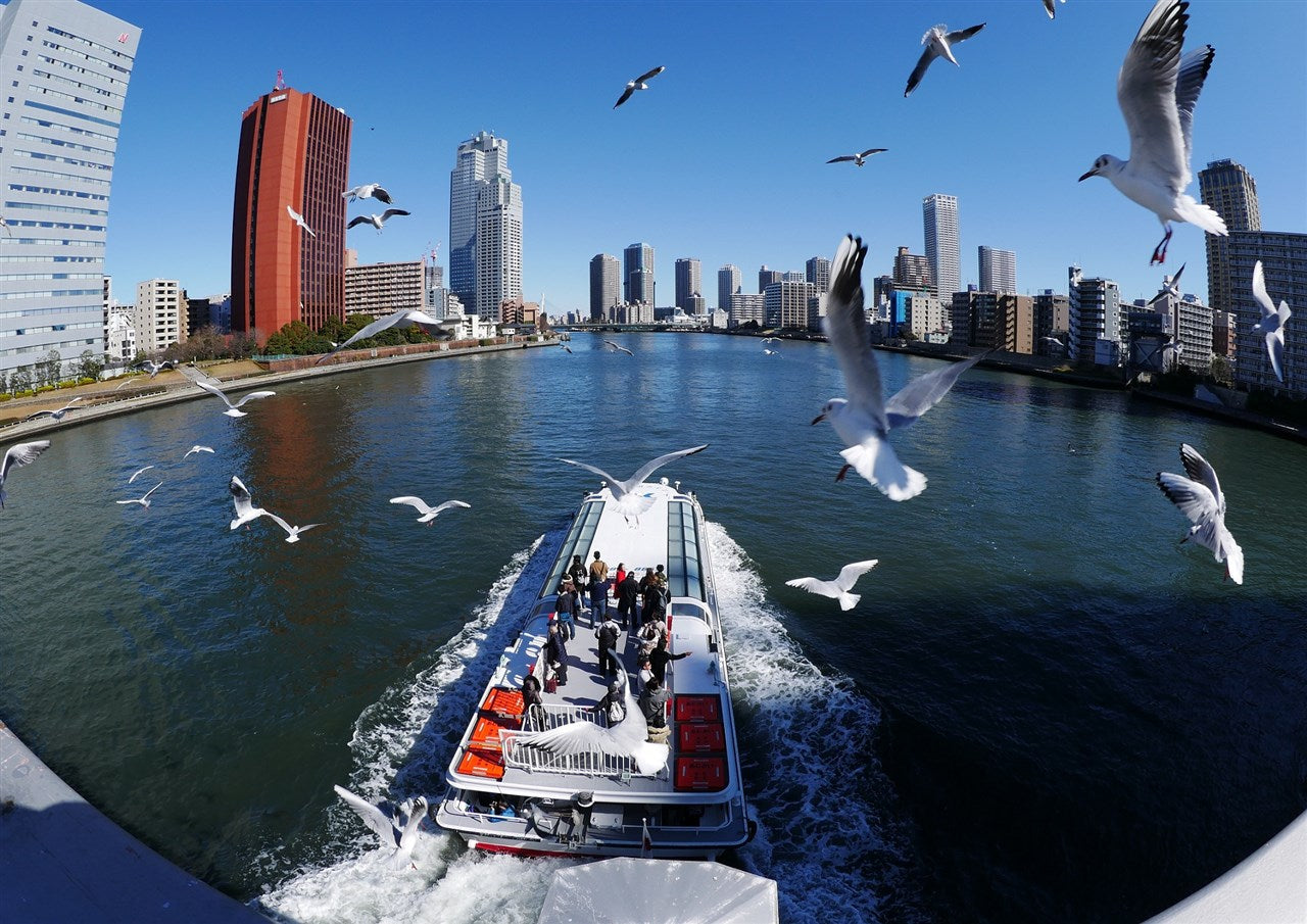 Sumida River where seagull dances