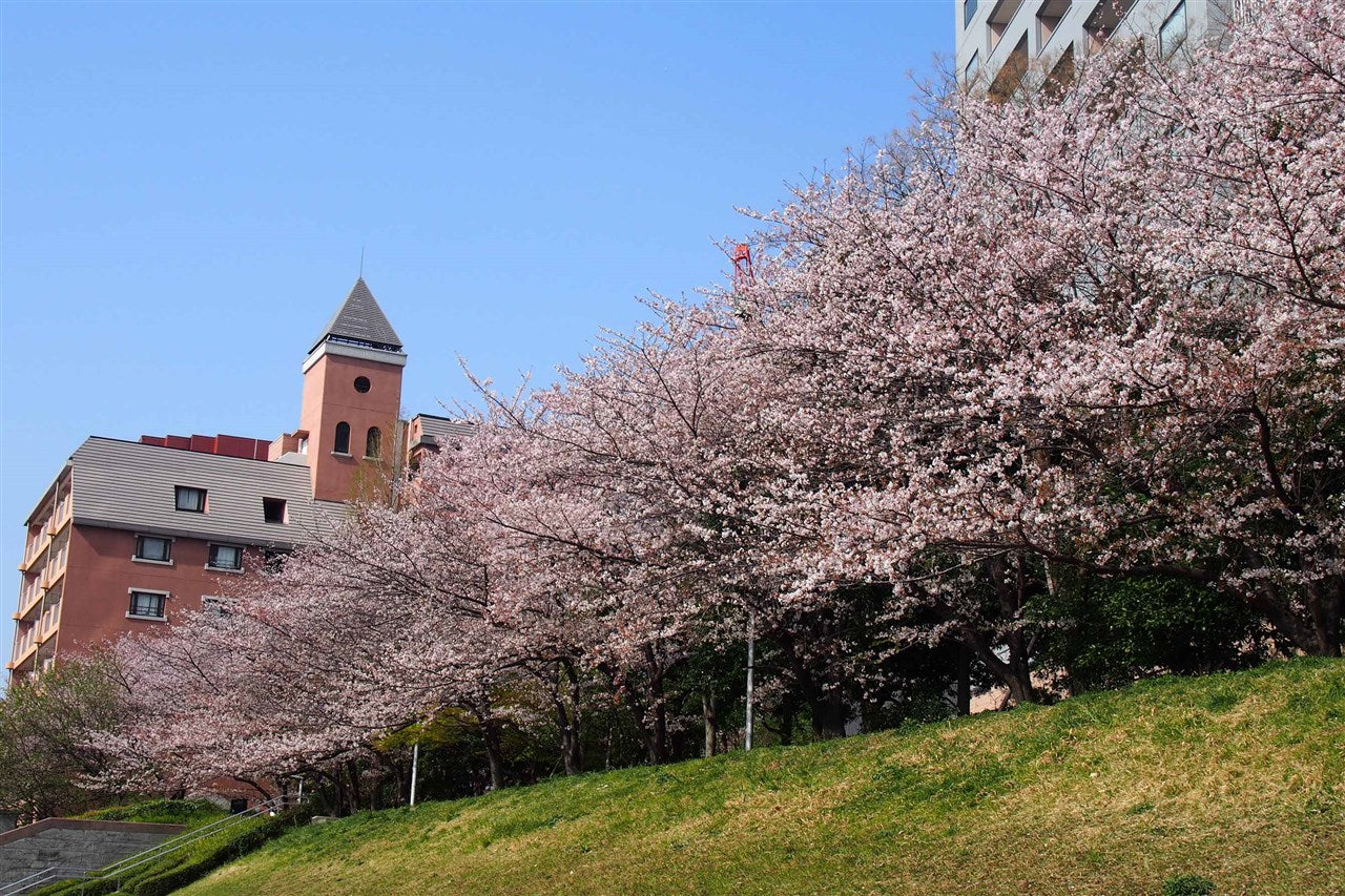 In spring, Akashicho