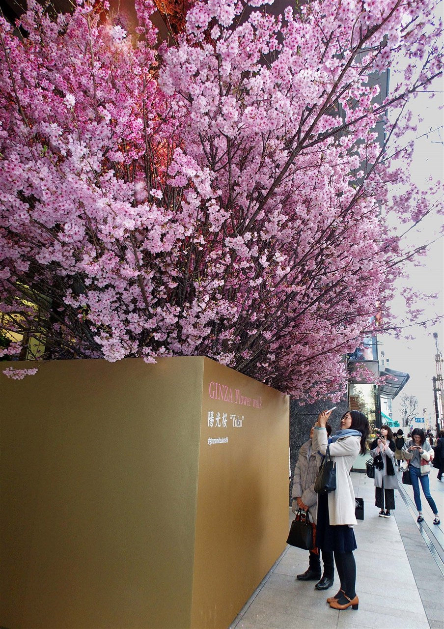 Appreciate sunlight cherry blossoms in Ginza