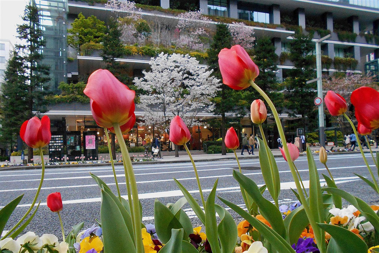 Street corner in full bloom